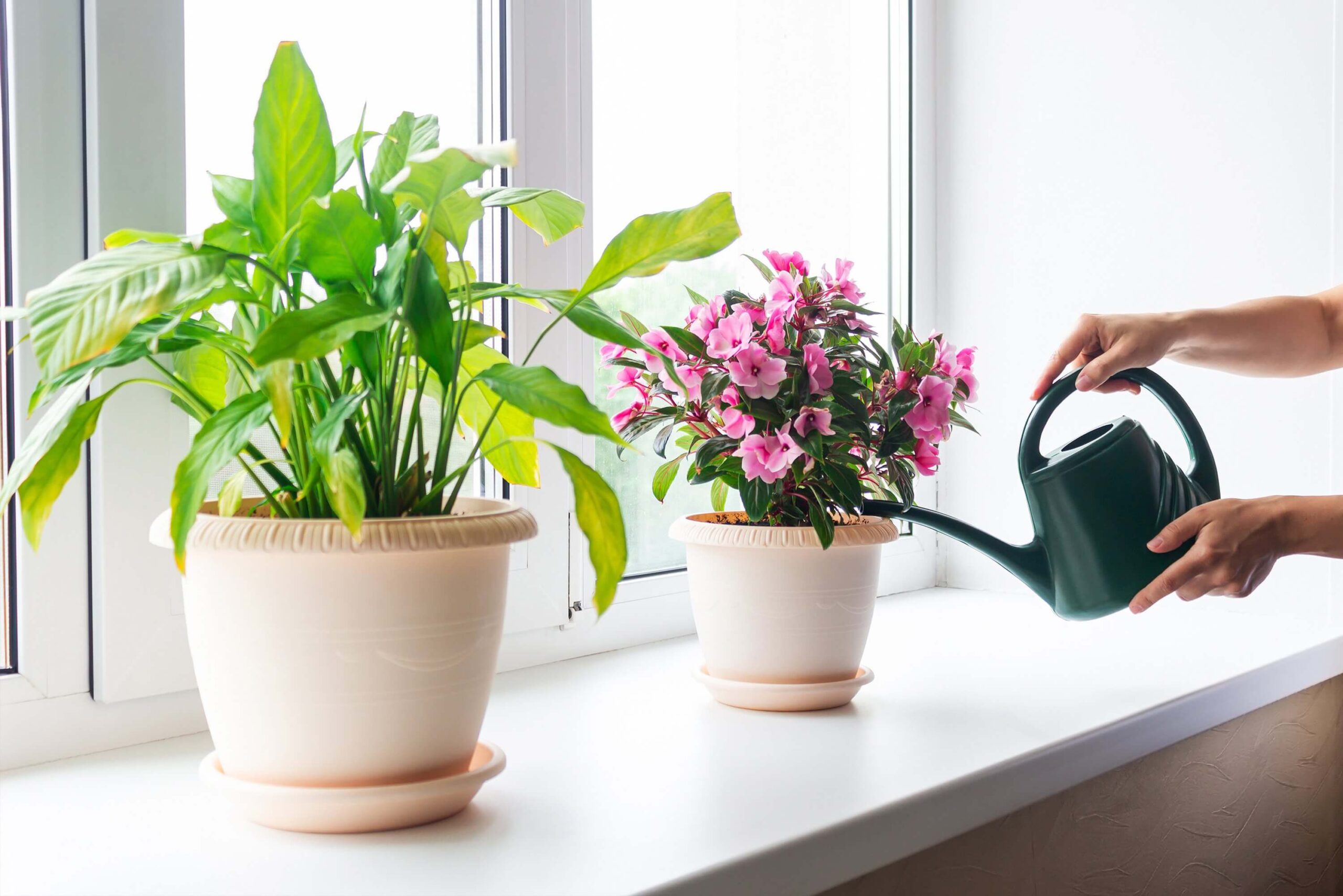 Woman's hands watering potted house flowers